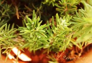 أسهل طريقة لزراعة اكليل الجبل