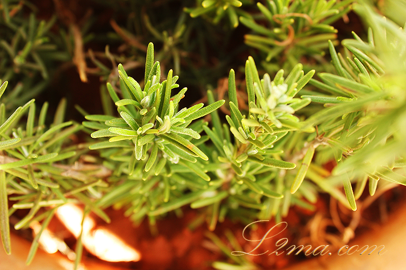 أسهل طريقة لزراعة اكليل الجبل