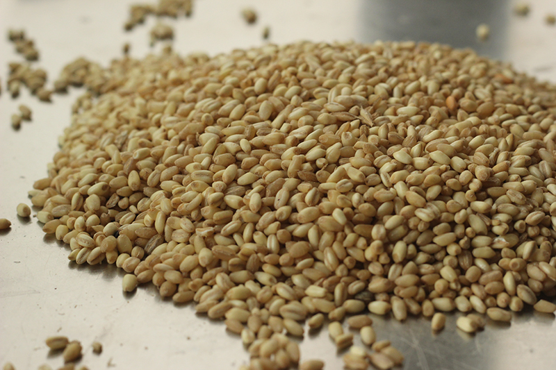 القمح المقشور